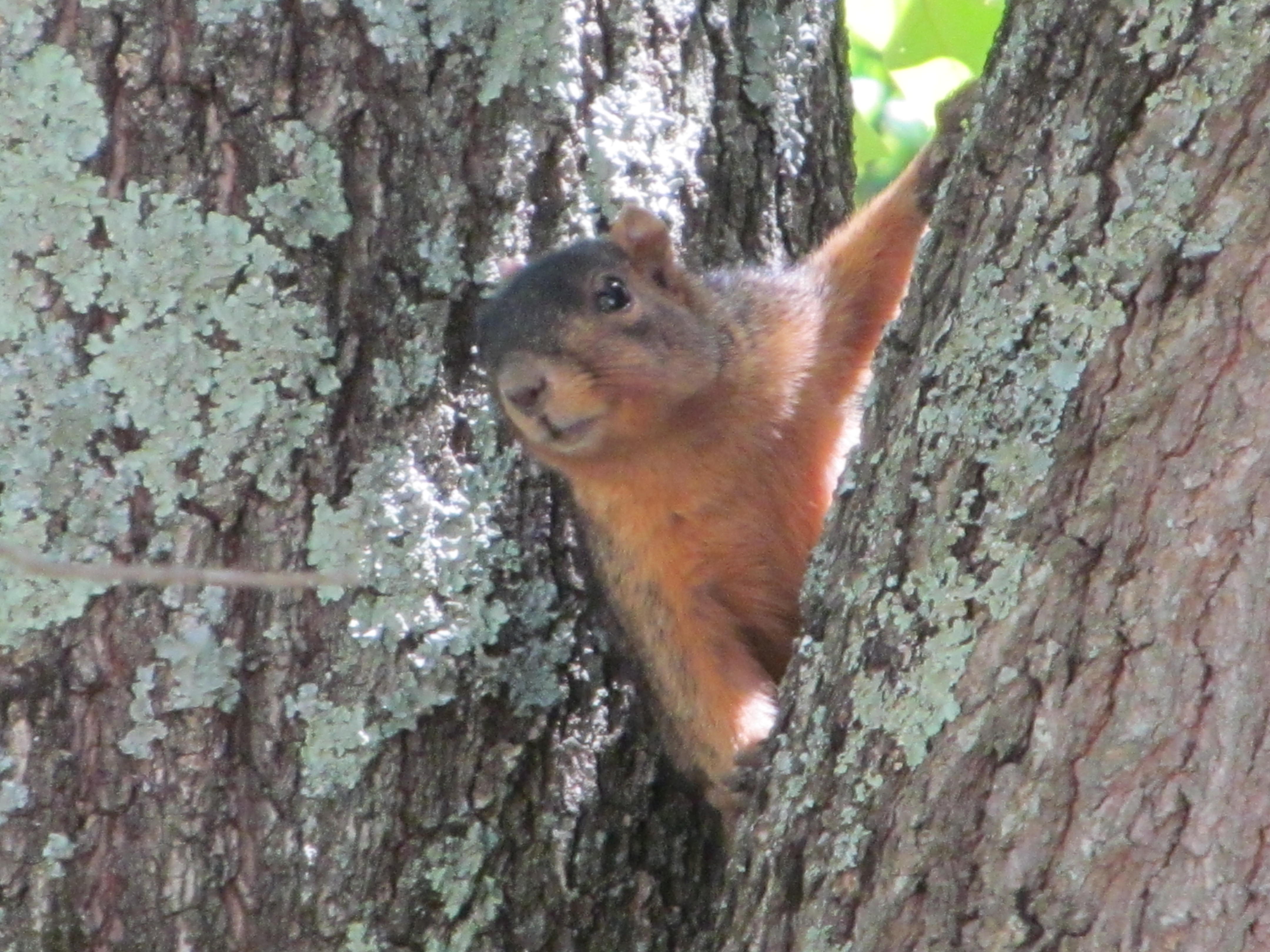 Hunting Fort Campbell iSportsman